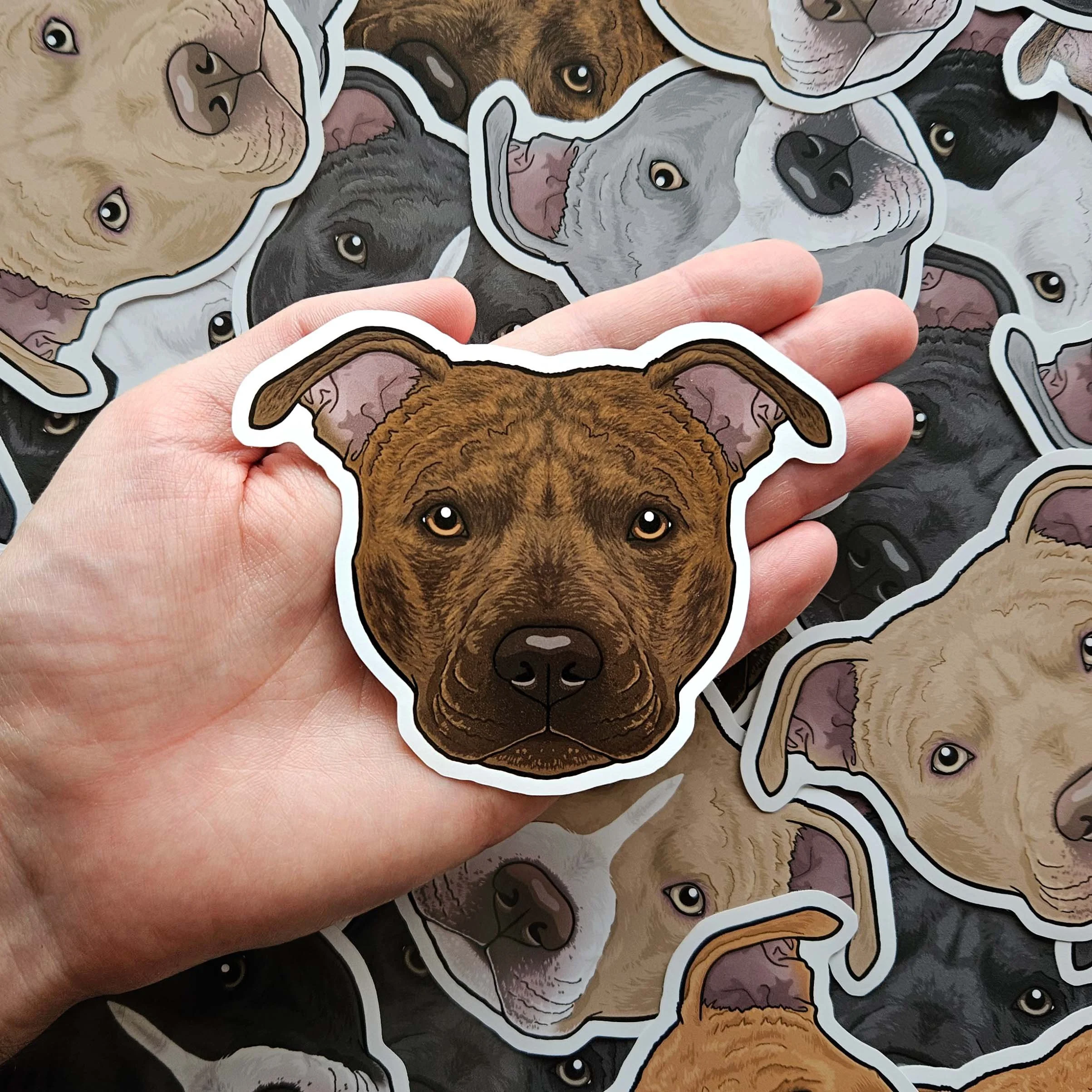 Chocolate staffy online